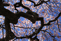福島市　慈徳桜の写真