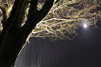 あづま総合運動公園ライトアップ木の写真