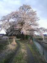 大笹生桜の写真