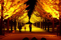 あづま総合運動公園イチョウ並木ライトアップの写真