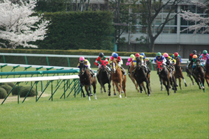 福島競馬の写真
