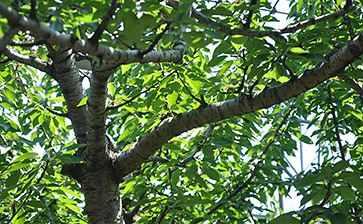 サクランボの木の写真