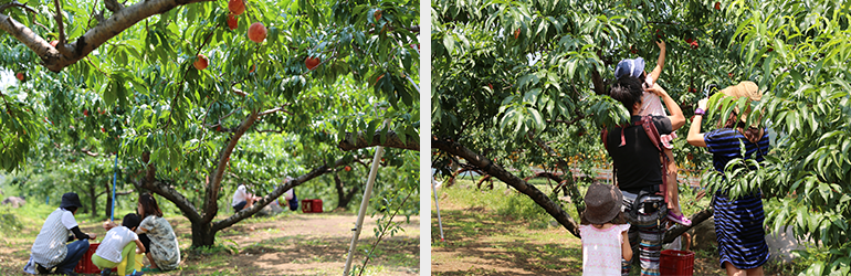 （写真左）平日ながら桃狩りを楽しむお客さんで賑わっていました。　（写真右）おいしい桃は白地に紅く色の付いた粒の大きいもの。