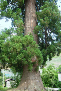 白鳥神社の大杉の写真