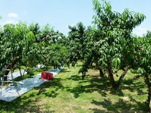 果樹園の写真