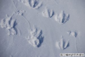 ペンギンの足跡の写真