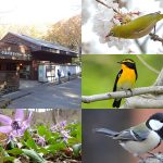 福島市小鳥の森の写真