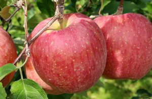 リンゴ（福島産ふじ）のイメージ写真