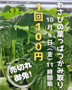 大笹生わさびの葉っぱ つかみ取り
