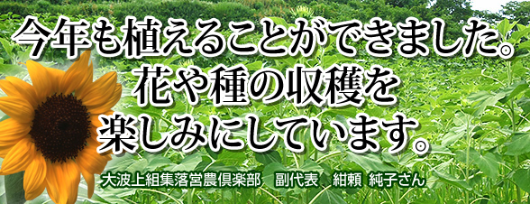 今年も植えることができました。花や種の収穫を楽しみにしています。