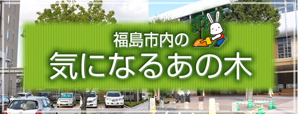 福島市内の気になるあの木の画像