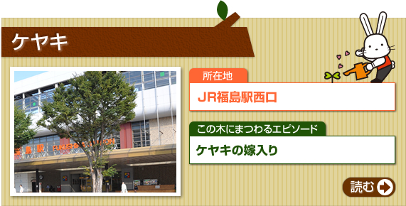 ケヤキ　所在地　JR福島駅西口　この木にまつわるエピソード　ケヤキの嫁入り