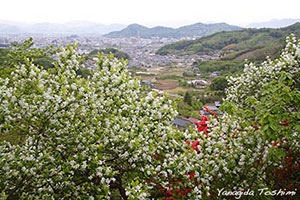 花見山公園の写真