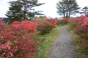 つつじ山公園のツツジの写真