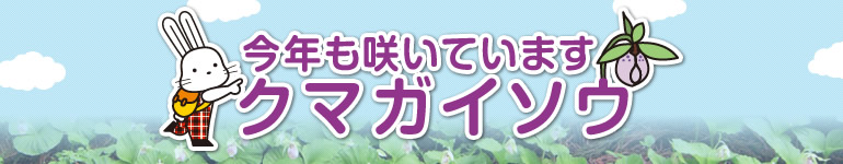 「今年も咲いています　クマガイソウ」のタイトル画像