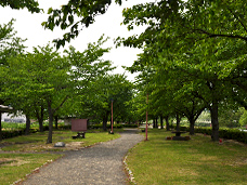 桜づつみ公園の遊歩道の写真