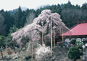 花三昧2時間コースの写真