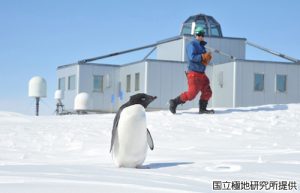 アデリーペンギンの写真3