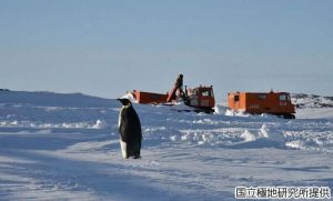 コウテイペンギンの写真2