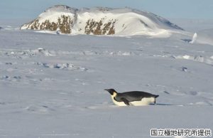 コウテイペンギンの写真3