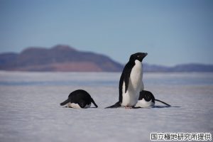 アデリーペンギンの写真2