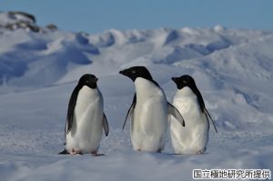 アデリーペンギンの写真2