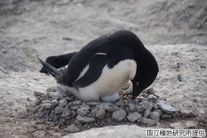 卵を温めるアデリーペンギンの写真