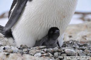アデリーペンギンのひなの写真
