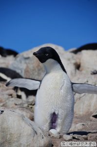 子育て中のアデリーペンギンの写真1