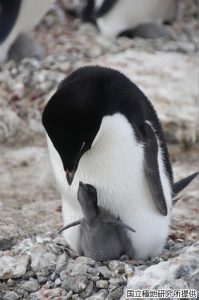 子育て中のアデリーペンギンの写真2