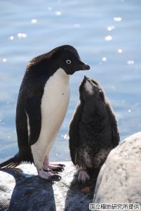 子育て中のアデリーペンギンの写真3