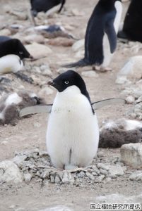 子育て中のアデリーペンギンの写真4