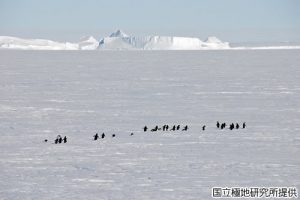 アデリーペンギンの写真1