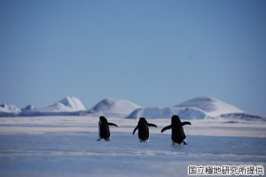 アデリーペンギンの写真2