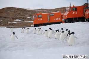 昭和基地とアデリーペンギンの写真1