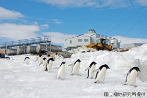 昭和基地とアデリーペンギンの写真2