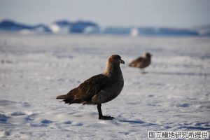 ナンキョクオオトウゾクカモメの写真2