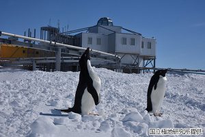 アデリーペンギンの写真（基地前）1