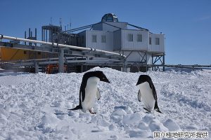 アデリーペンギンの写真（基地前）2