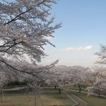 大森城山公園の写真