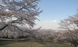 大森城山公園の写真