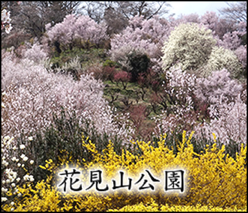 花見山公園